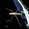 Gerris sp.